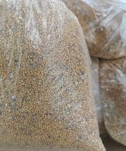 Горчица белая 1 кг, сидерат ЛЕДА